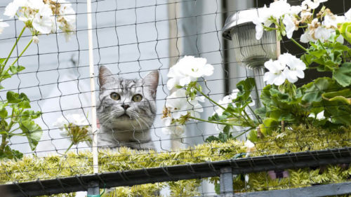 Rete di protezione per gatti e piccoli animali